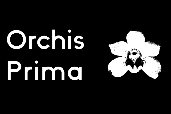 Orchis Prima: A Modern Sans Serif for Creative Brands